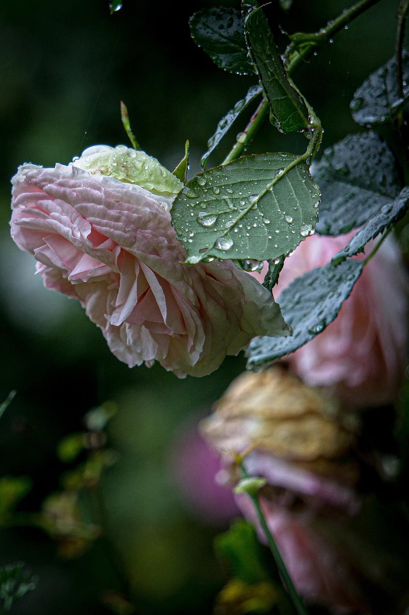 Whimsical Garden Settings